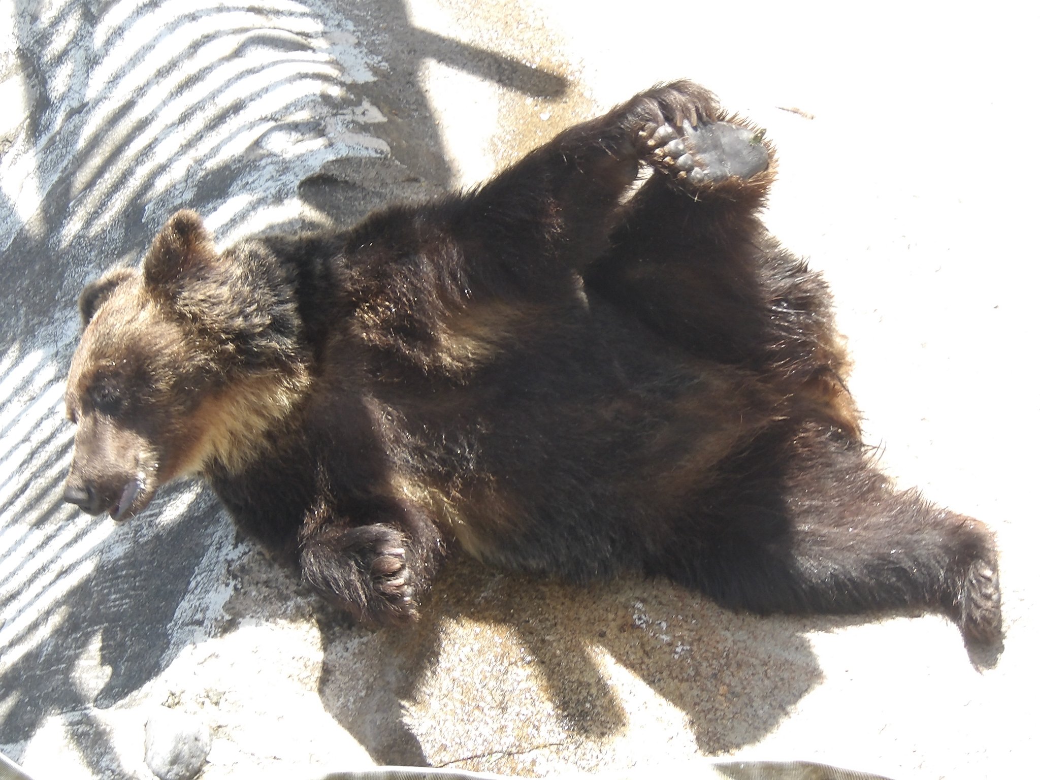 のぼりべつクマ牧場 公式 今日のエリカは 色々なアピールをしてたくさんおやつをもっていました 次はどんなアピールしてくれるのかなぁ のぼりべつクマ牧場 セクシーエリカ 手を振るエリカ T Co Brqeqrnckv Twitter