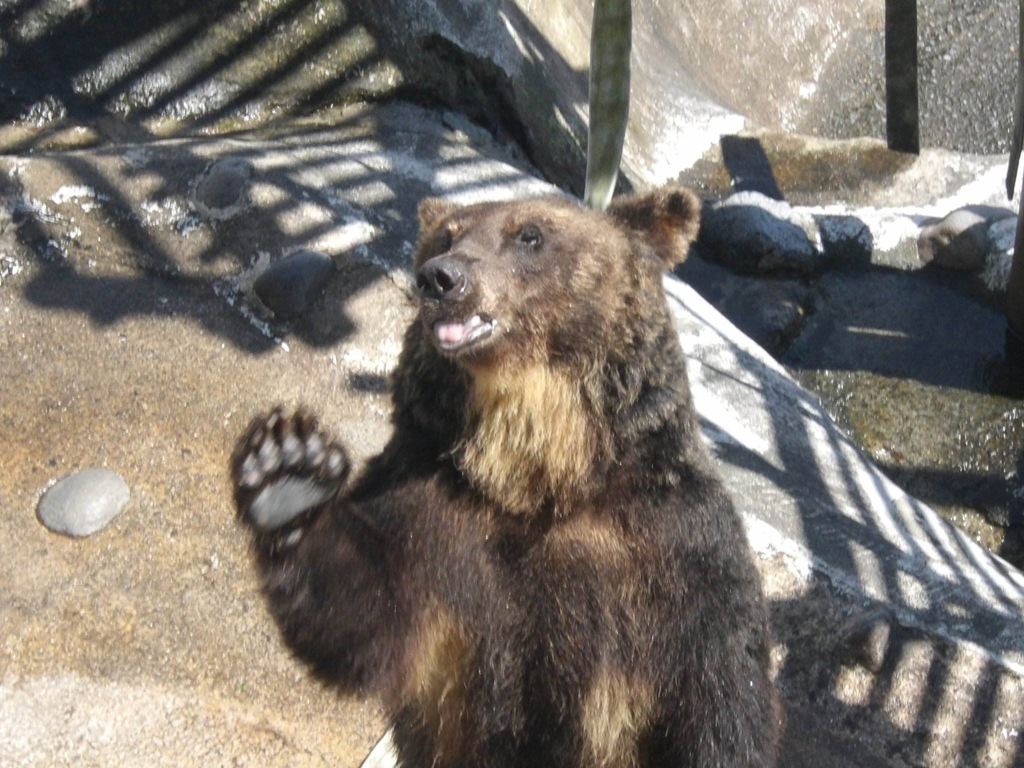 のぼりべつクマ牧場 公式 今日のエリカは 色々なアピールをしてたくさんおやつをもっていました 次はどんなアピールしてくれるのかなぁ のぼりべつクマ牧場 セクシーエリカ 手を振るエリカ T Co Brqeqrnckv Twitter
