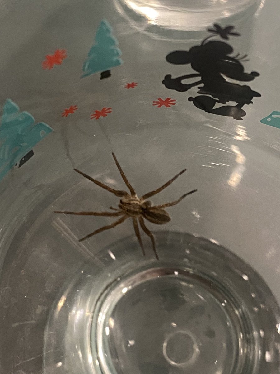 Torresferrer's tweet photo. Hola @Arachno_Cosas es de cuidado? La encontré en mi cocina https://t.co/G16l5SNcfN