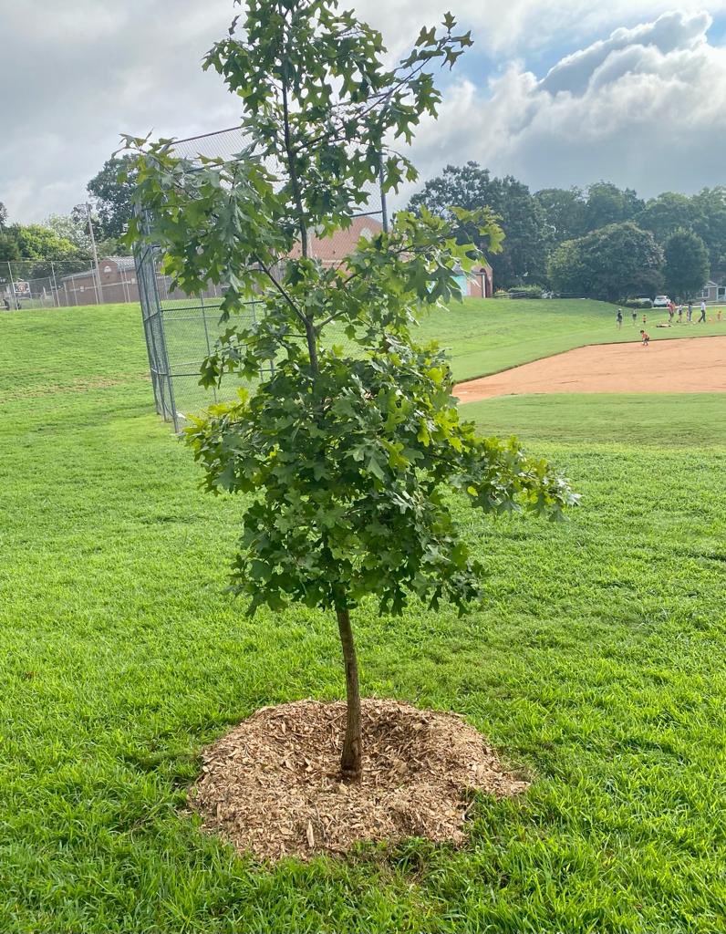 Proud of our GE Power team for our 2nd Sadhana Samarpan Month event with Trees Atlanta organization #SadhanaSamarpaNMonth #purpose4life #TCSEmpowers #BuildingonBelief 20Aug2022