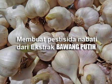 Excel_Dee's tweet photo. Pestisida Nabati (Pesnab)

Bahan :
100 gram bawang putih
50 ml minyak sayur
1 sendok makan sabun cair pencuci piring
0,5 liter air bersih https://t.co/ojTsD6SVKR