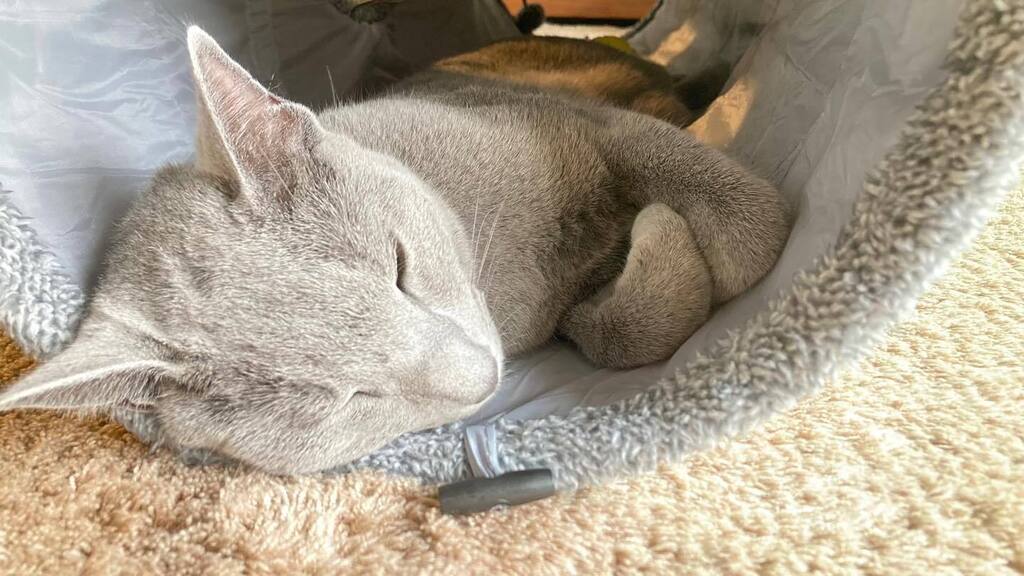 imo76413001's tweet photo. トンネル👷‍♂️ Tunnel

#ロシアンブルー
#russianblue
#猫のいる暮らし
#まんじゅう
#cat https://t.co/Wog3tA3tNC