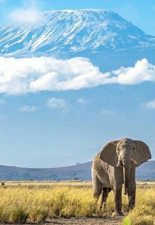 Good Morning from Africa's highest mountain, Kilimanjaro (5895 above sea level)...#africa#kenya#greatriftvalley#mountkilimanjaro#africanelephants#wildlifephotography