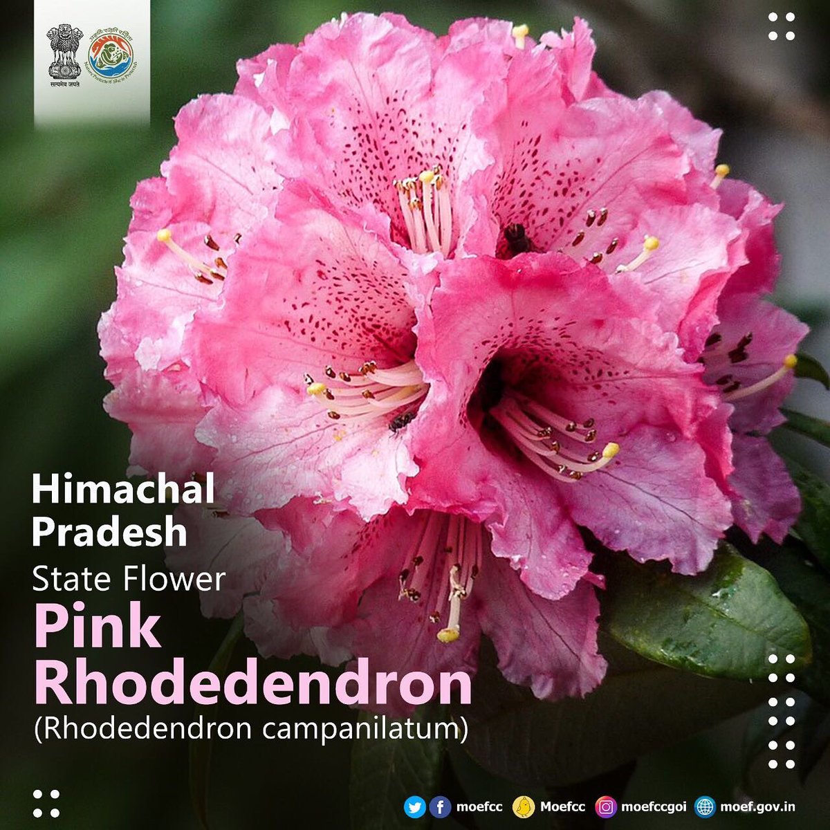 India in Switzerland & Liechtenstein tweet media
