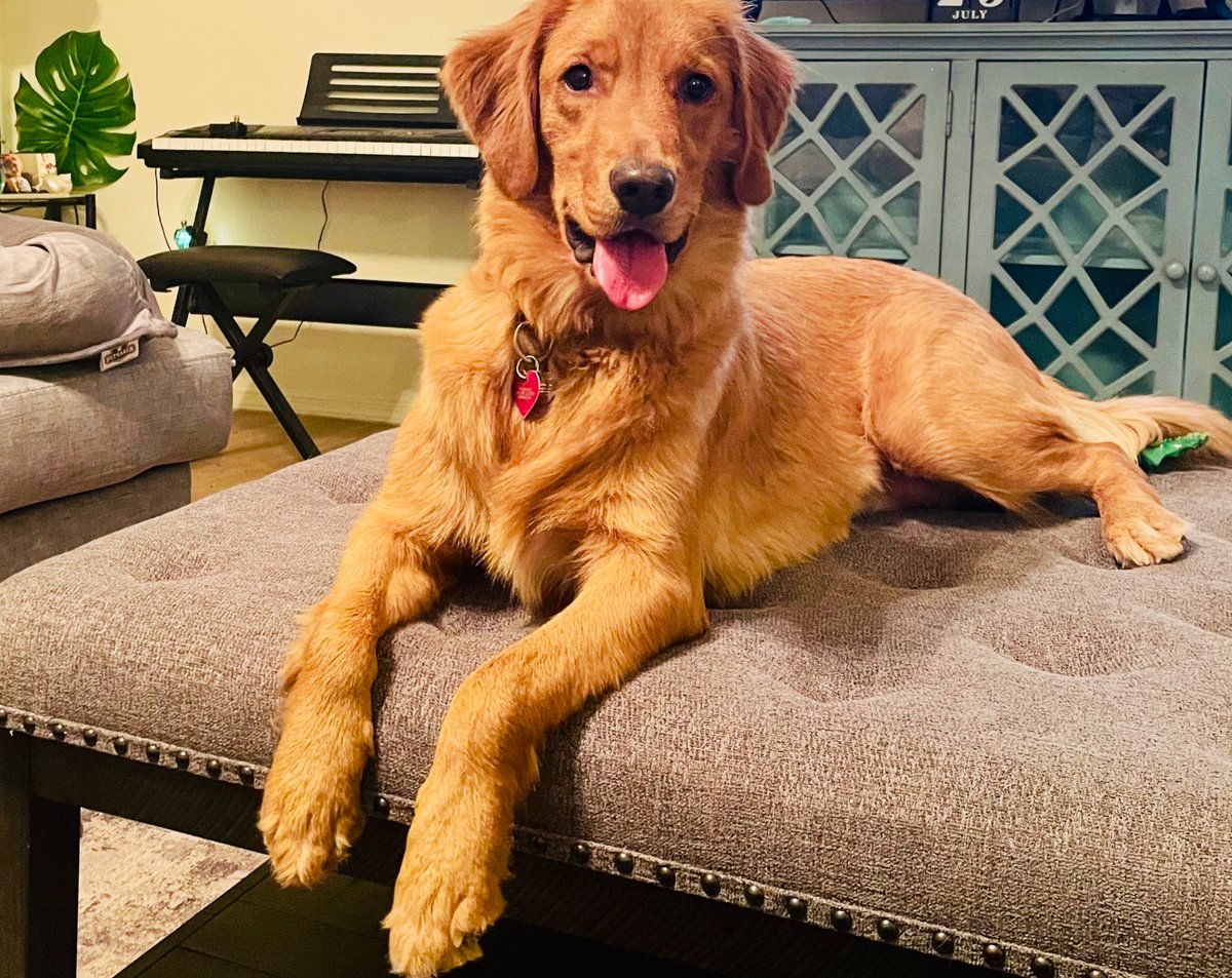 ellerinc7's tweet photo. @JoJoFromJerz My 10 month-old golden, Hazel 💕. https://t.co/5SptbcrJ5y