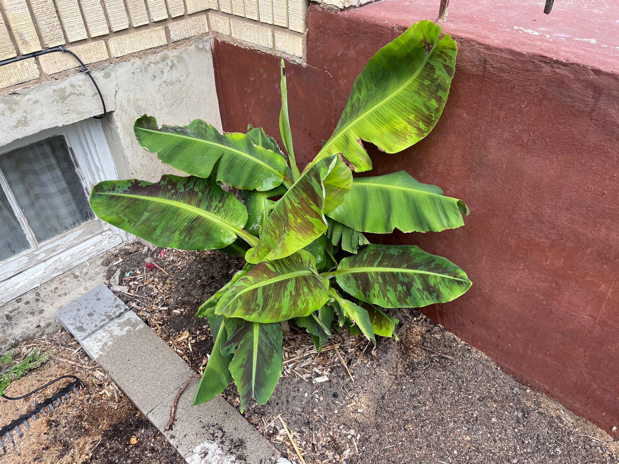 CodyDon Reeder on Twitter "Remember that sick looking banana plant