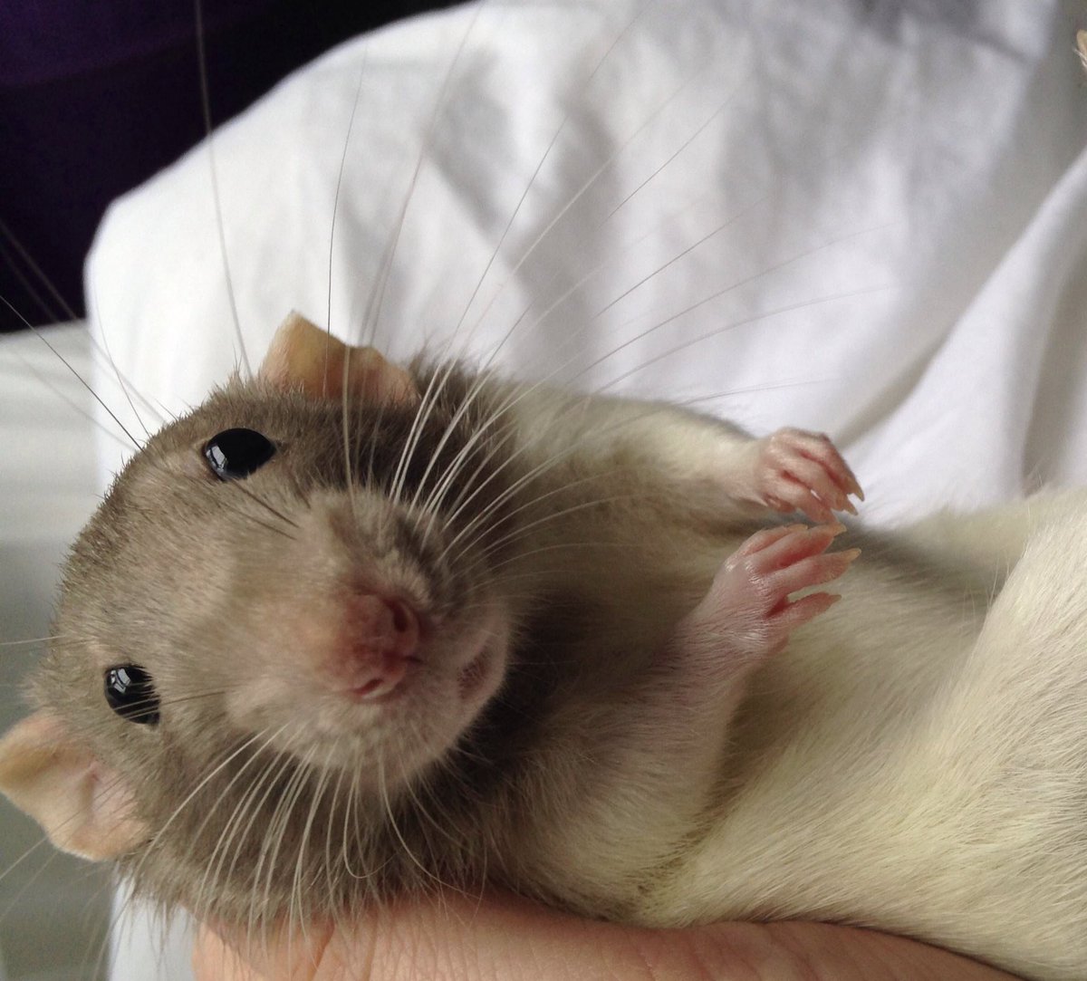Rats tweet media