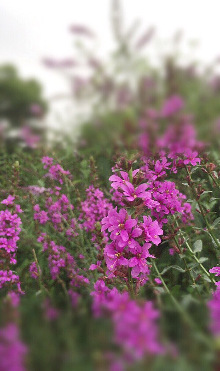 Mumble_Bird's tweet photo. 🌿禊萩…お盆の時期には欠かせない花として知られてるけど花の少ない夏場に小さく可愛い花を咲かせてくれるので楽しみながら眺めてる🤗
#ミソハギ #草物盆栽 #山野草 #花のある暮らし #ファインダー越しの私の世界 #Lythrumanceps #Flowerphotography #garden #Flower https://t.co/HEt8PouTcf