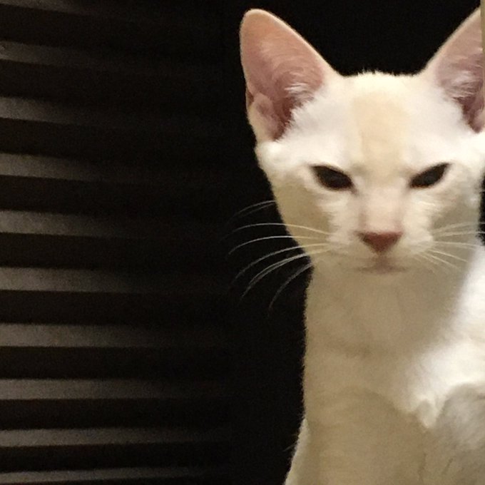 不機嫌そうに見えますがこれでご機嫌なんです…ご機嫌のはずです 