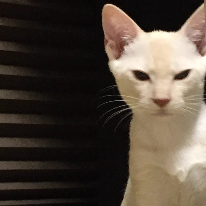 不機嫌そうに見えますがこれでご機嫌なんです…ご機嫌のはずです 