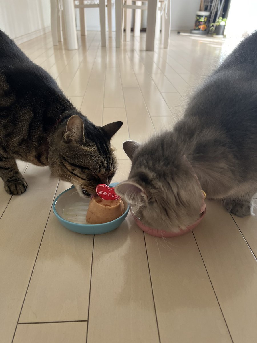 dcejh6's tweet photo. チョコちゃん🍫
6ヶ月のお誕生日おめでとう🎁
これからも元気いてね！
#猫好きさんと繋がりたい 
#猫のいる暮らし 
#猫 https://t.co/Rdu5baSg8R