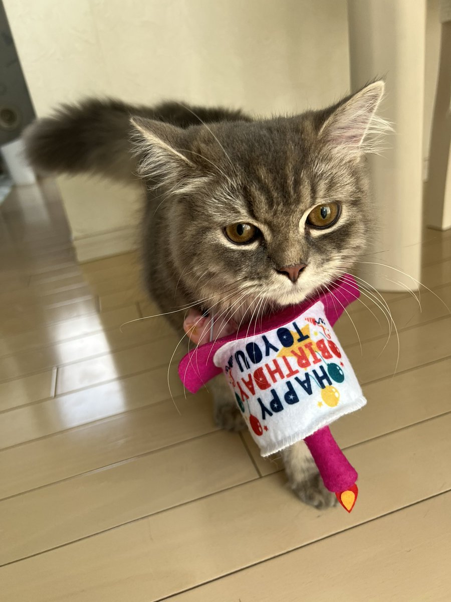 dcejh6's tweet photo. チョコちゃん🍫
6ヶ月のお誕生日おめでとう🎁
これからも元気いてね！
#猫好きさんと繋がりたい 
#猫のいる暮らし 
#猫 https://t.co/Rdu5baSg8R