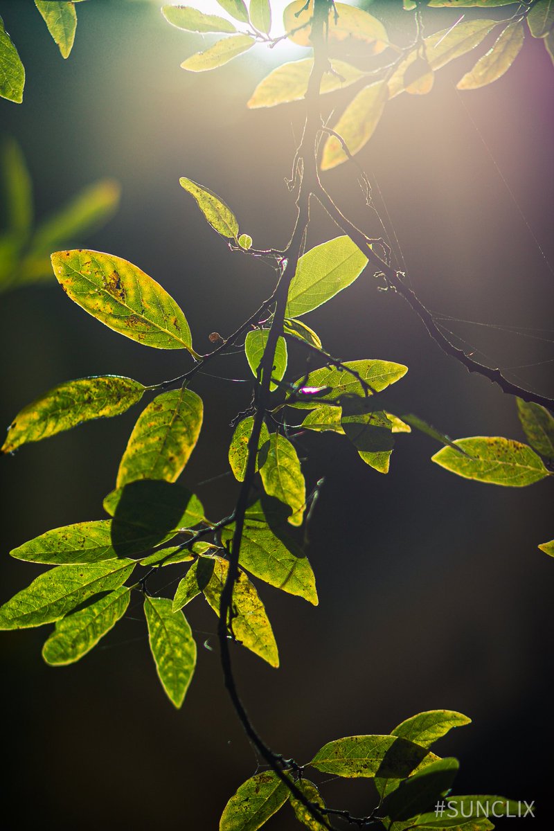 sundarmercury's tweet photo. Light in nature creates the movement of colors..โจ๐๐
#sunclix
#canonphotography
#canon
#naturelovers
#NaturePhotograhpy https://t.co/cUSjWq11I6