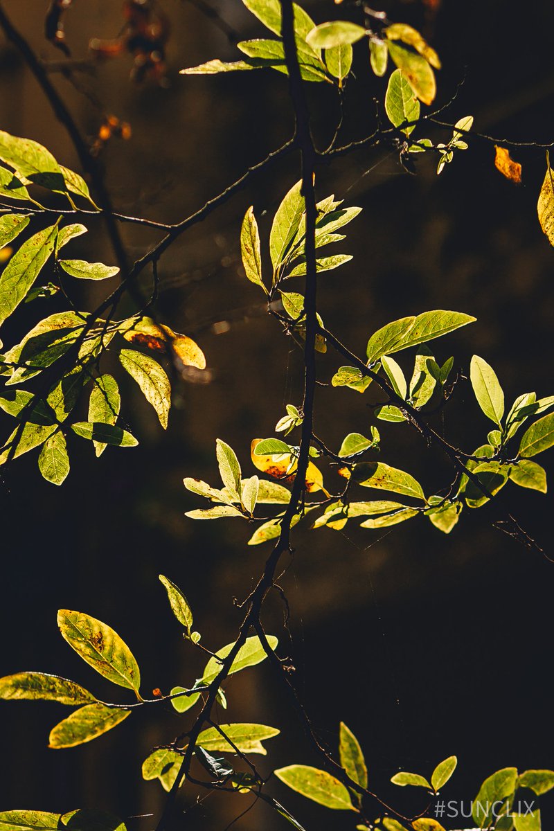 sundarmercury's tweet photo. Light in nature creates the movement of colors..โจ๐๐
#sunclix
#canonphotography
#canon
#naturelovers
#NaturePhotograhpy https://t.co/cUSjWq11I6