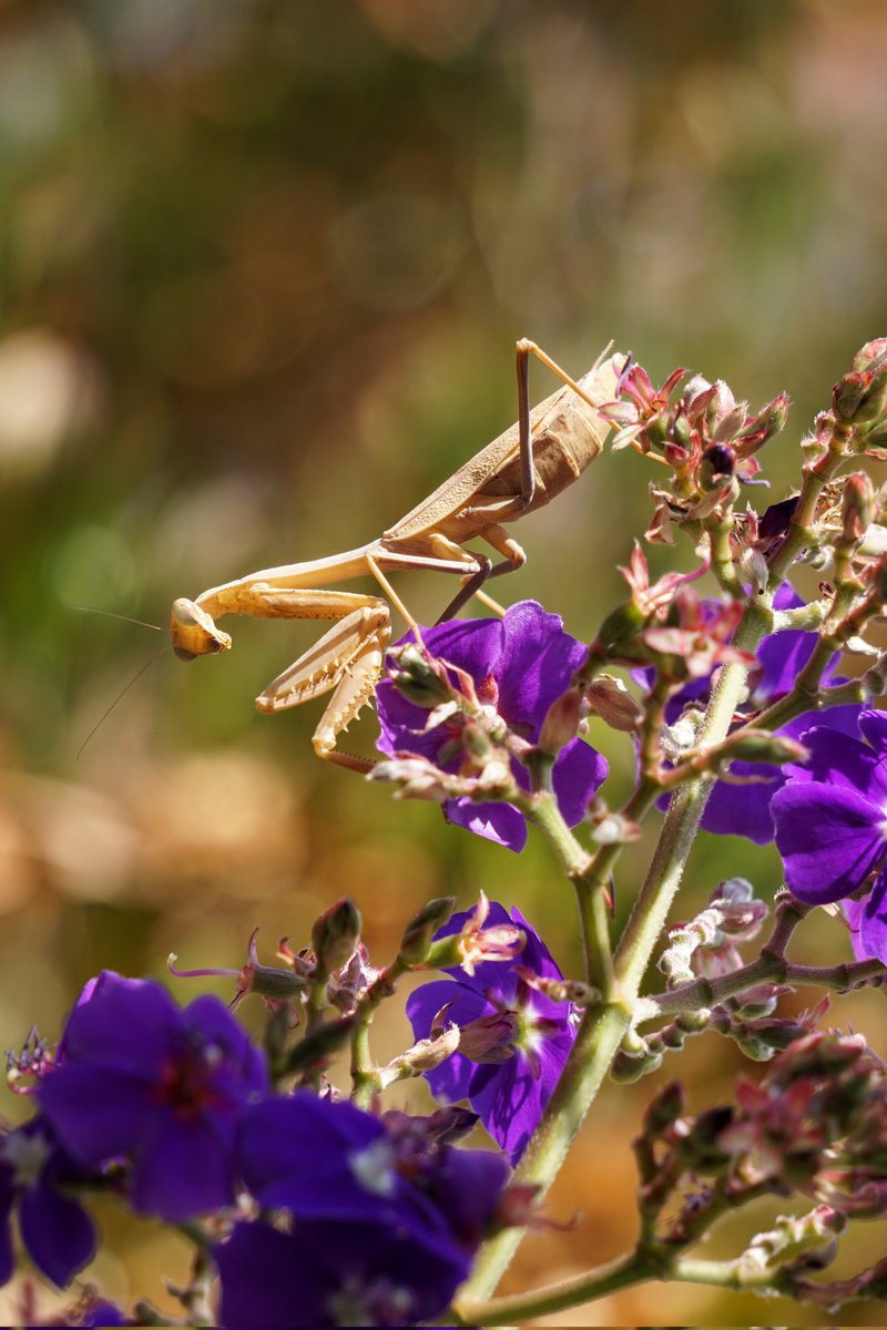 FrankMullens's tweet photo. Praying Mantis or menacing mantis?
#prayingmantis #menacing #mantis #inthegardentoday #gardencreatures
https://t.co/ylGVhqCsWD https://t.co/3DID9z0bDJ