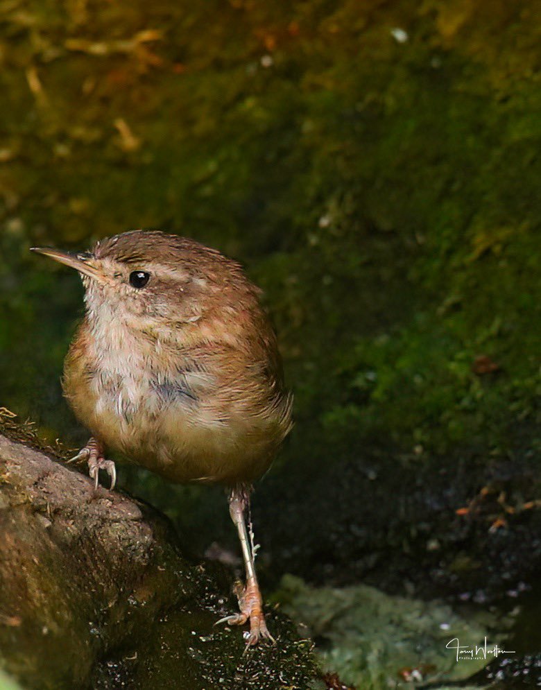 RT @tonywootton7: Little Jenny Wren giving me a 1 Second pose  … https://t.co/M2QbuICxaO