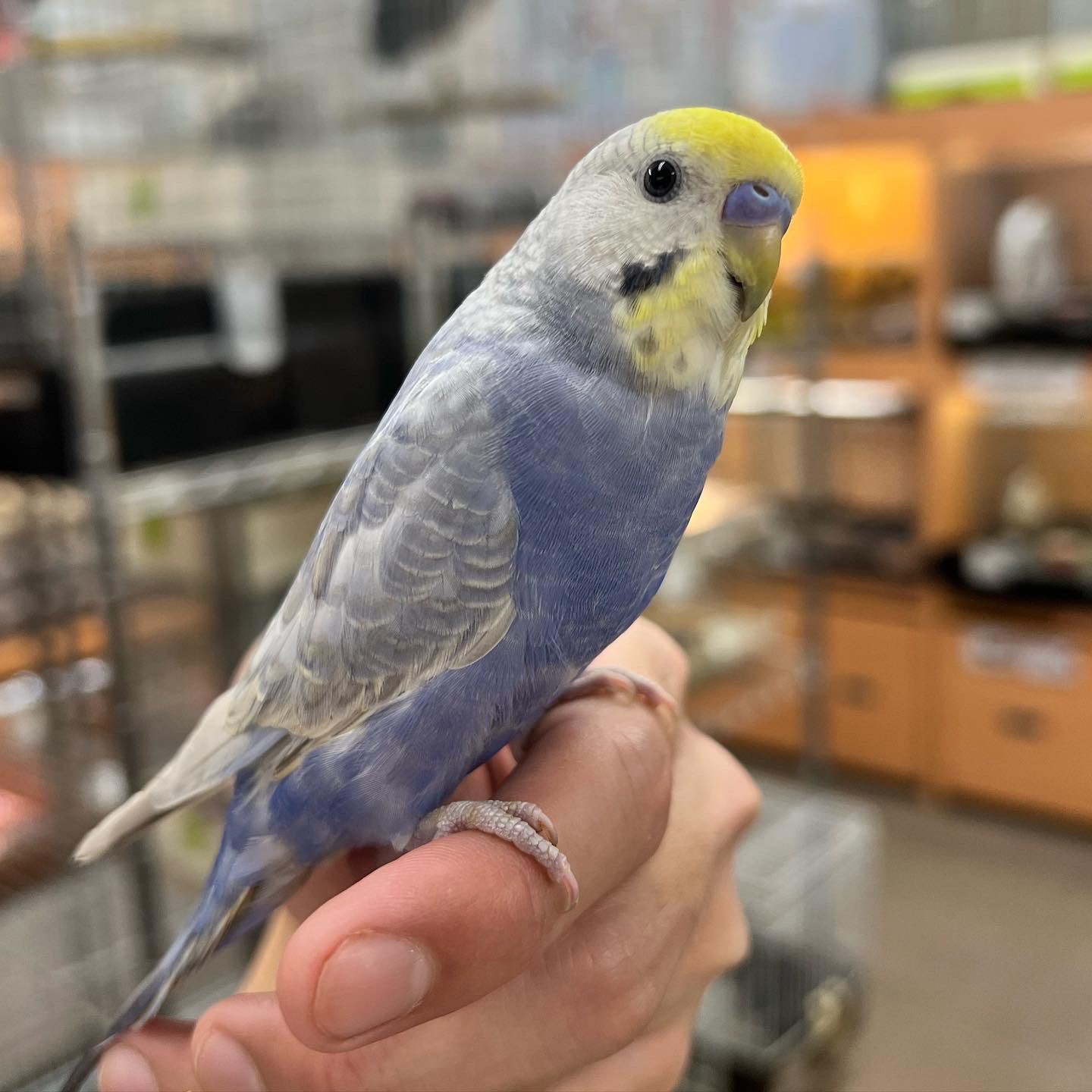 セキセイインコファロー Twitter Search Twitter
