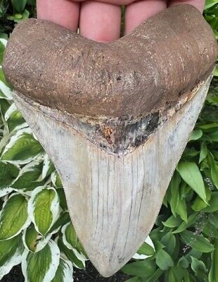 Justin04065478's tweet photo. Massive 5.37” Megalodon Tooth Shark Fossil. VERY RARE HUGE RIVER FIND Found, cleaned no restoration, showing serrations around except for about a inch near the topThis tooth is also SUPER RARE IN WHITE COLOR this tooth still has its full enamel Very Rare 
https://t.co/v4NLeL45ni https://t.co/uMk5ssFEbm
