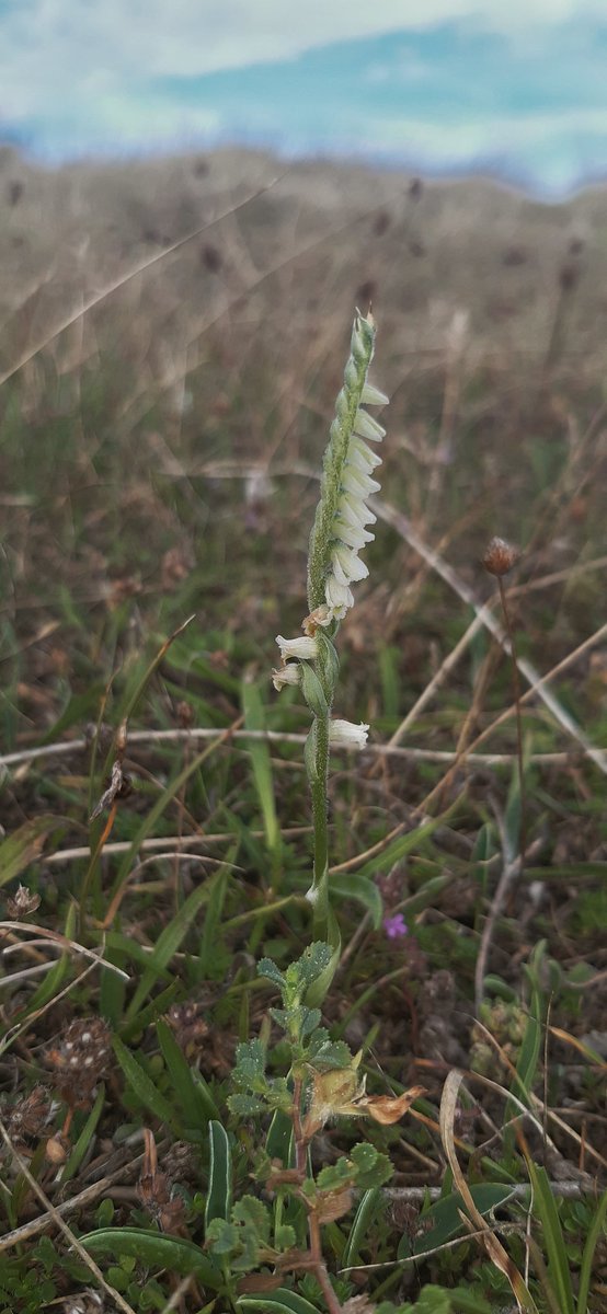 Roesel's bush cricket and autumn lady's tresses at Aberffraw yesterday. Good numbers of the crickets but very poor numbers of the orchids this year <a href="/GhostlyVision/">Sean Cole</a>  <a href="/muliernatura/">Vicky</a>  #orthoptera