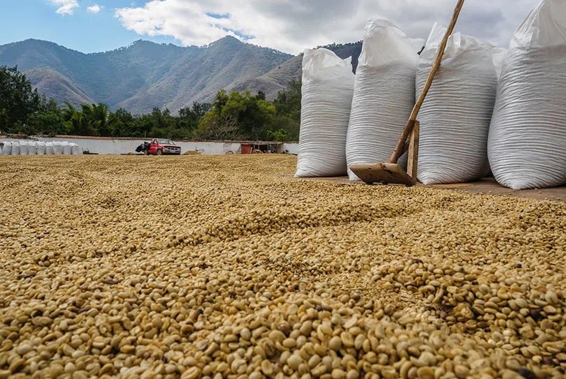 Uganda has seen a steady rise in coffee export volumes which had stagnated at 3.5m bags. Coffee exports for 12 months (June 2021-May 2022) totaled 6.35m  bags worth US 837.14m  compared to 5.88m bags worth US$ 540.54 million the previous year (June 2020-May 2021).
#JadaCoffee