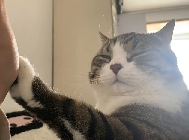 ThreeKitty_Wong's tweet photo. Monday morning be like:
#CatsofTwittter #CatsOnTwitter #cats https://t.co/lS20J7VIQm