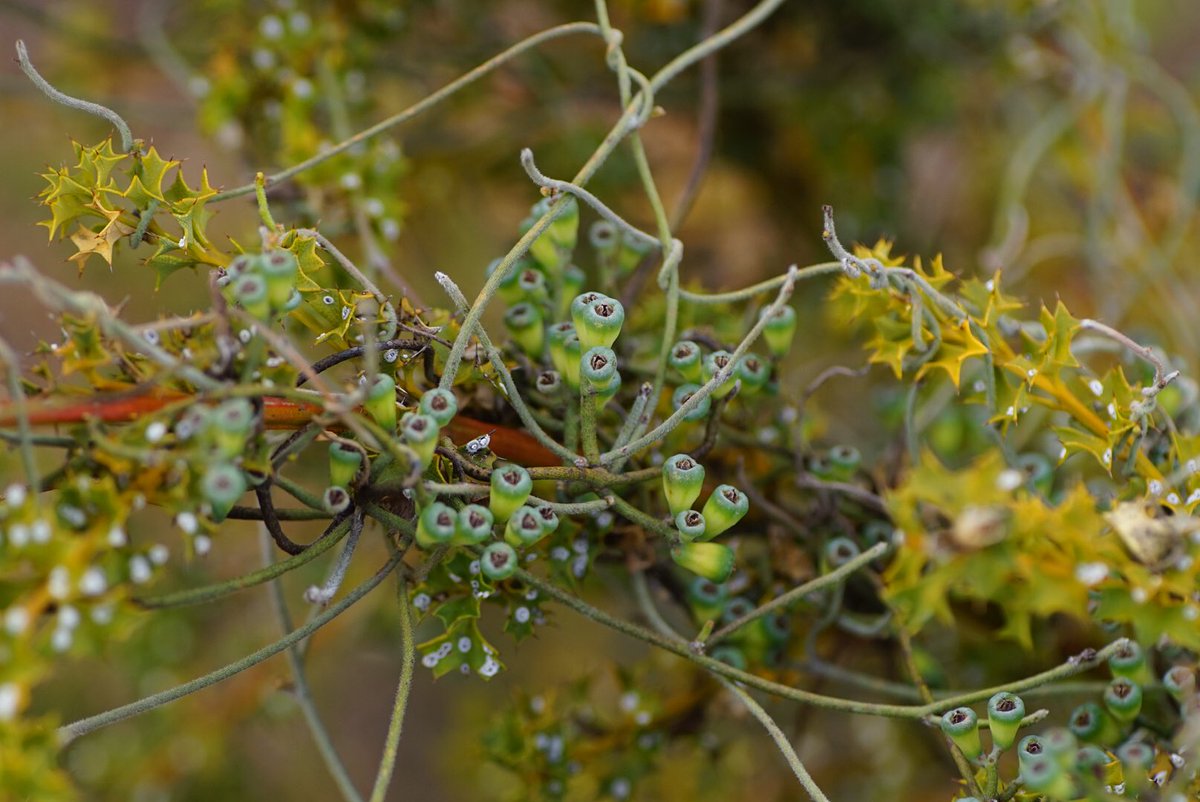 lost_in_botany's tweet photo. #Cassytha racemosa forma. racemosa fruit! This Cassytha was busy feasting on a #Mirbelia dilatata https://t.co/8mptL6WRIw