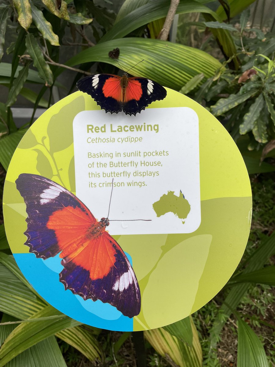 robdashworth's tweet photo. @ZoosVictoria showing off some great #SciComm with a very well trained butterfly sitting on its own species sign. Wonder how I can apply this for #ESA2022
*begins training #redrumps ๐ฆ immediately*
#WildOz #STEM #UrbanEcology https://t.co/7umqt6GQHb