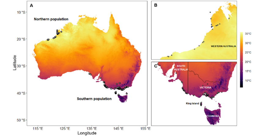Our paper on #biogeography of #shorebirds is out <a href="/NatureComms/">Nature Communications</a> 🥳 doi.org/10.1038/s41467…
We show that birds from hot, tropical north Australia are smaller &amp; have longer bills than conspecifics from temperate, south Oz. This is in line with #BergamnnsRule &amp; #AllensRule 🧵 [1/9]