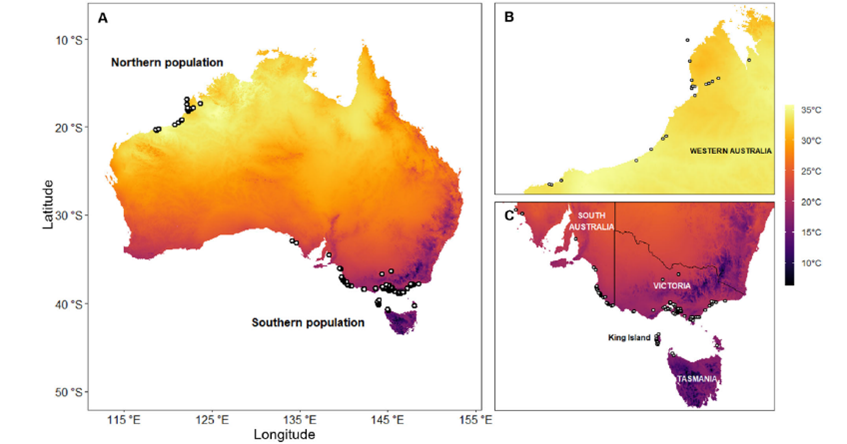 Our paper on #biogeography of #shorebirds is out @NatureComms 🥳 doi.org/10.1038/s41467… We show that birds from hot, tropical north Australia are smaller & have longer bills than conspecifics from temperate, south Oz. This is in line with #BergamnnsRule & #AllensRule 🧵 [1/9]