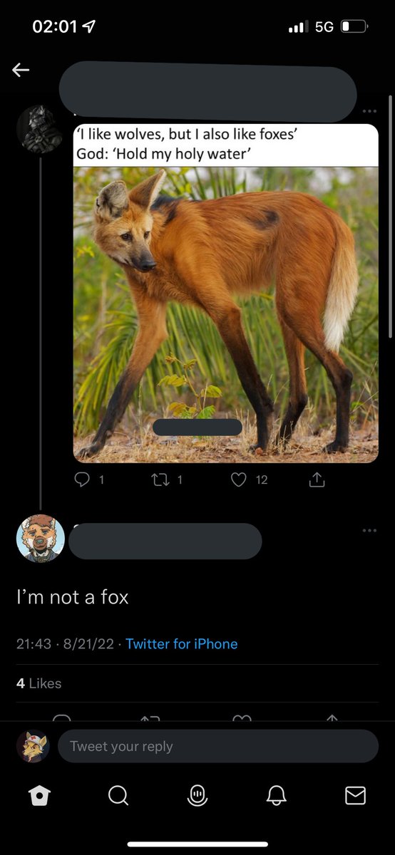 maned wolf maned wolf