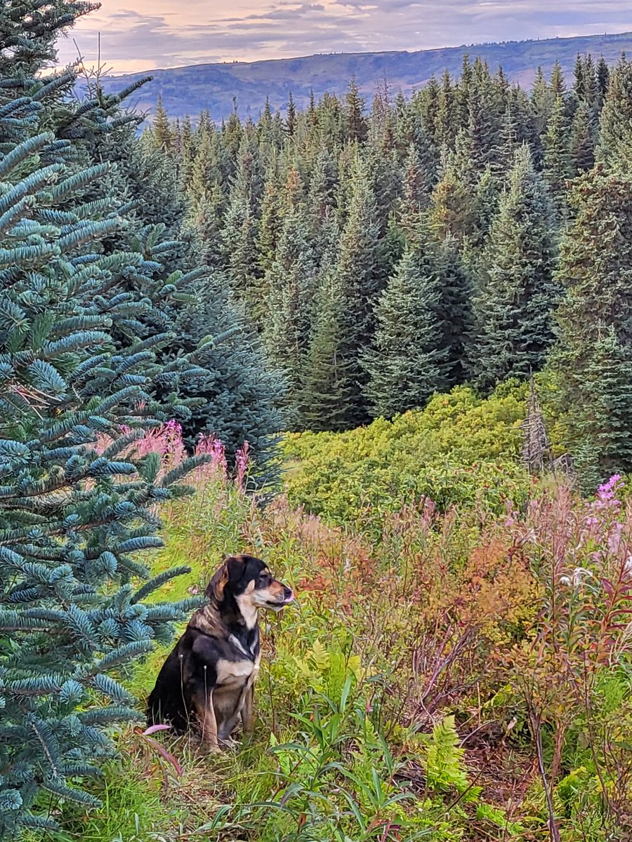 CorbellHiAk's tweet photo. Loving our fall vibe. https://t.co/Jrlk6ow8Xv