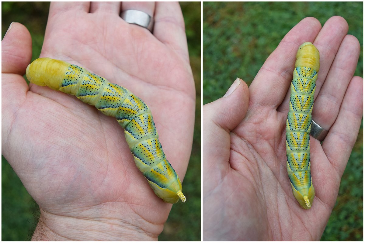 Wow - what a monster! A rare and enormous death's-head hawk-moth caterpillar. (Found by friend in nearby garden, west Dartmoor) #Dartmoor #Devon @savebutterflies @MigrantMothUK @BritishMoths @DevonWildlife