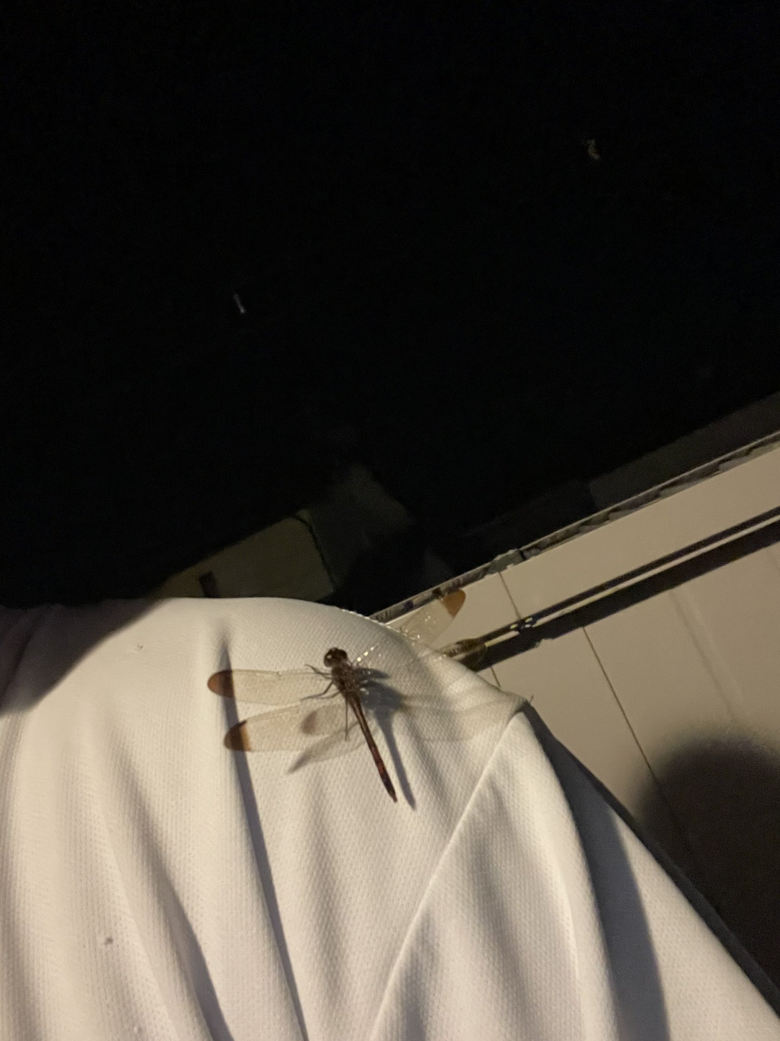 三浦 小さい頃トンボとかシーチキンとか言って命殺してたけど本当に恐ろしい T Co 8ud8nfwauq Twitter