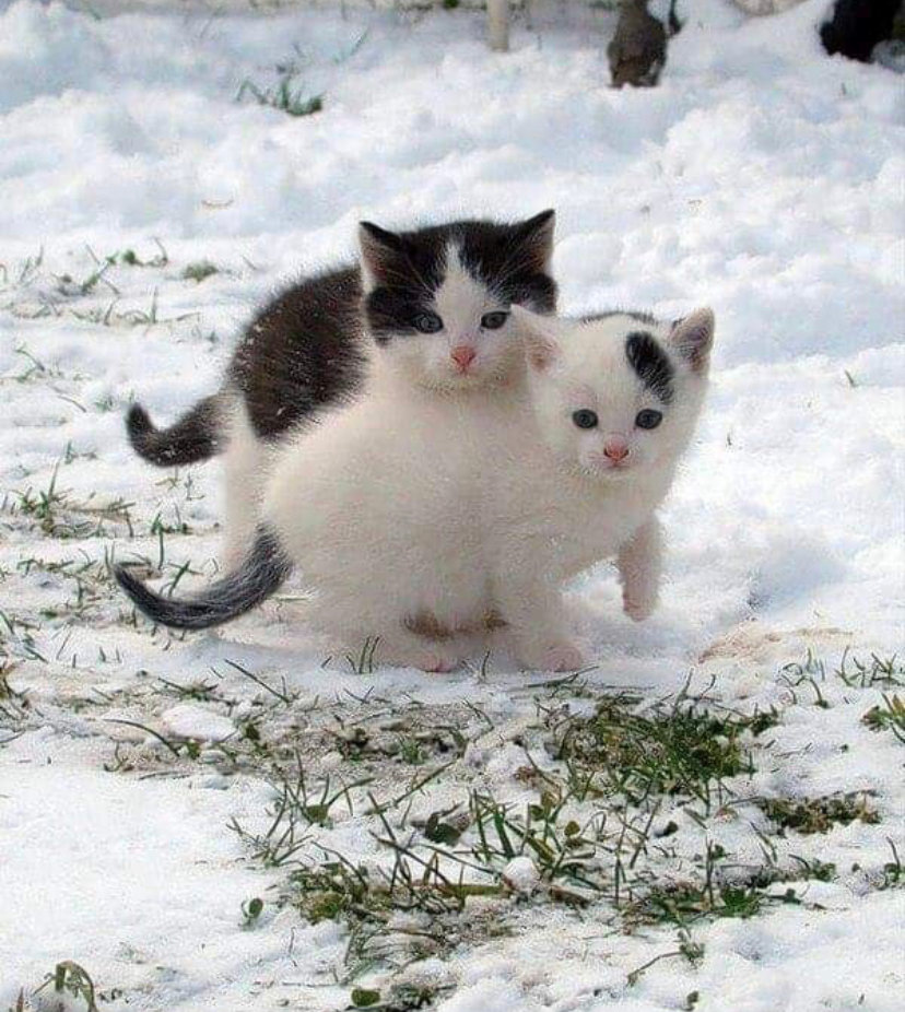 EroticExplorerR's tweet photo. #animalcompilation https://t.co/292FTGkq76