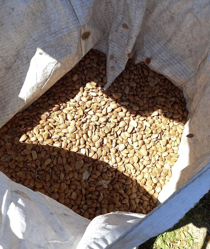 Recolección🚜de la que es ya la 5ª cosecha del ensayo de almendro en seto que #Novalmendro tiene en el centro de investigación ‘La Mata’. En dicho ensayo se están testeando cinco variedades de almendro: guara, soleta, avijor, ferragnes y belona. 
#almendro #recoleccionalmendro