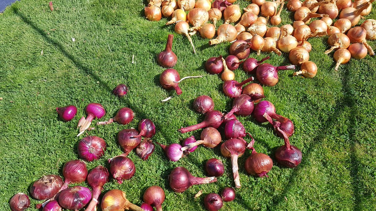 Well I know we have had no rain but I think the sun and dry weather have really done the onions really well! Really happy with these!! 👍 😀 #allotment #food #vegetables #gyo  #GrowYourOwnFood
