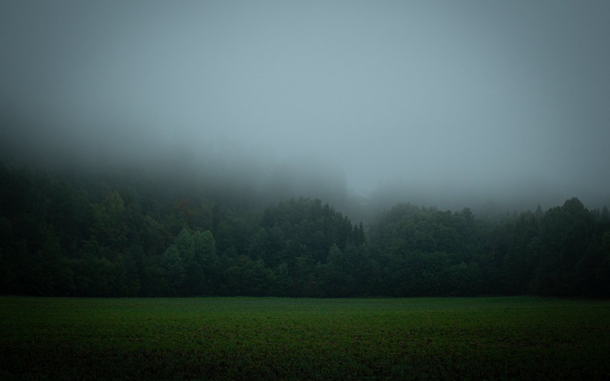 Dr1nkM0r3C0ff33's tweet photo. #nature #woods #foggy #moody #sonyuser https://t.co/EYeyYNemzA