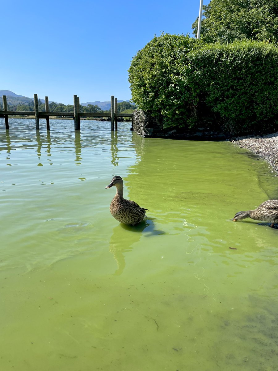 For all those that haven’t seen my campaign yet please consider adding your name to my petition. ⬇️

change.org/p/save-winderm…