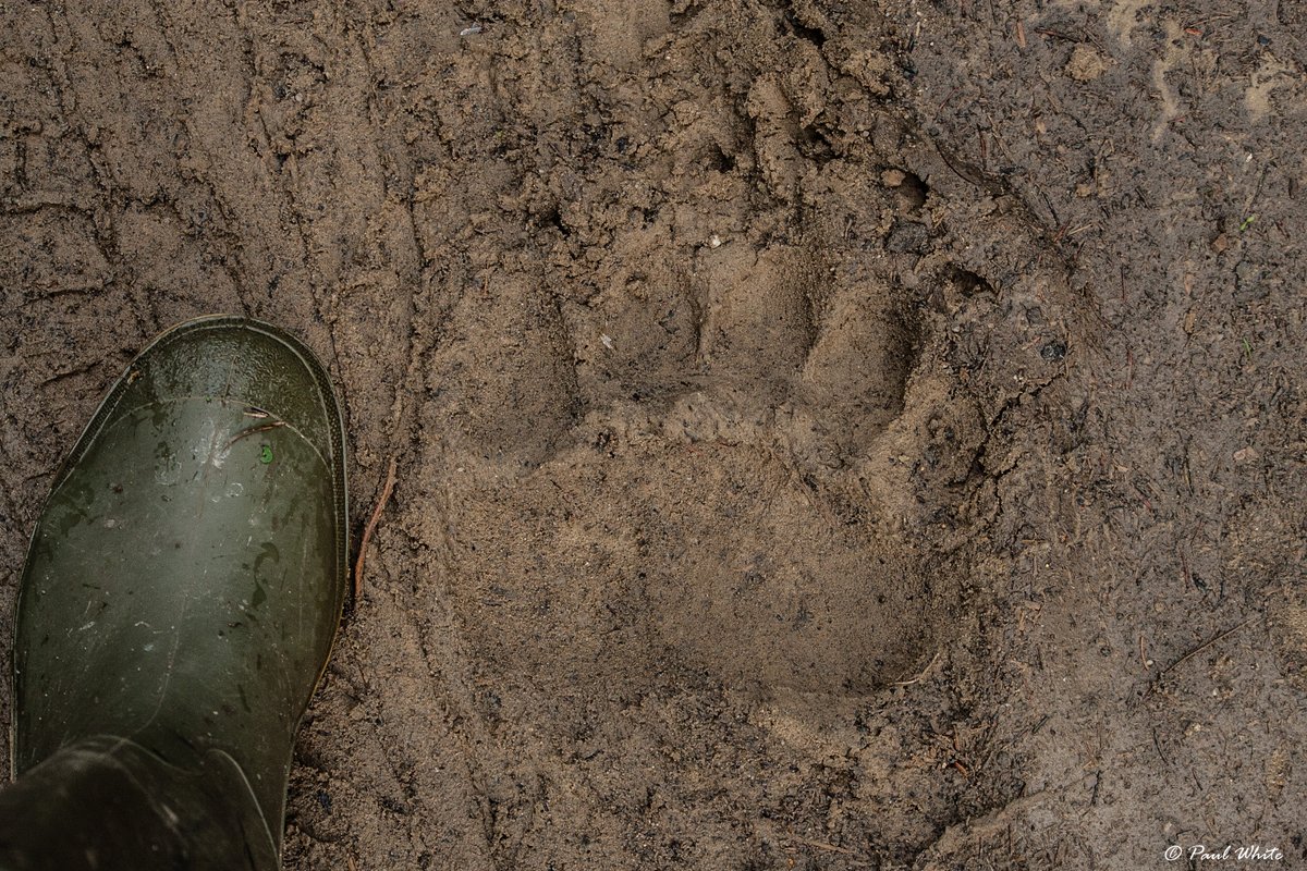 Adult European brown bear heading in the same direction as us on our early morning forest walk. Can you see the indentations in the mud above each toe? These are caused by the tips of the claws. #Transylvania #tracksandtrails #tracking #CarpathianMountains #today #UrsusArctos