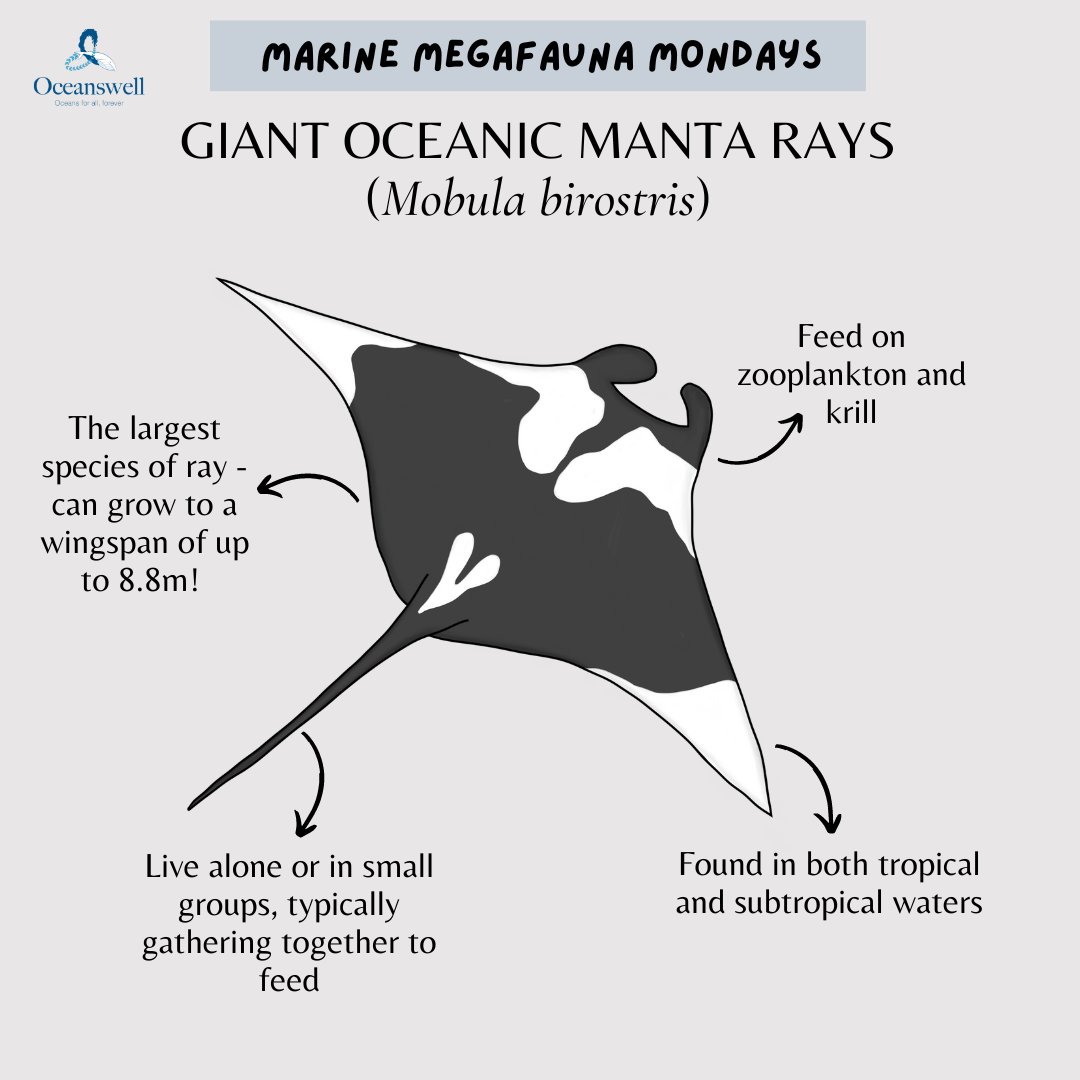 Oceanswell on Twitter: "Giant oceanic manta rays are one of only two