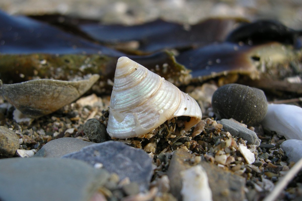 Solway Firth Partnership (@solwaytweets) on Twitter photo Join <a href="/Solwaytweets/">Solway Firth Partnership</a> & a seashell expert to discover and identify seashells at Chapel Rossan Bay, Ardwell between 2:00pm-4:00pm on Thursday 25 Aug. Or join a short walk along the beach to discover all things seaside - wildflowers, seaweeds & shells! More at facebook.com/events/4566523… Join <a href="/Solwaytweets/">Solway Firth Partnership</a> & a seashell expert to discover and identify seashells at Chapel Rossan Bay, Ardwell between 2:00pm-4:00pm on Thursday 25 Aug. Or join a short walk along the beach to discover all things seaside - wildflowers, seaweeds & shells! More at facebook.com/events/4566523…