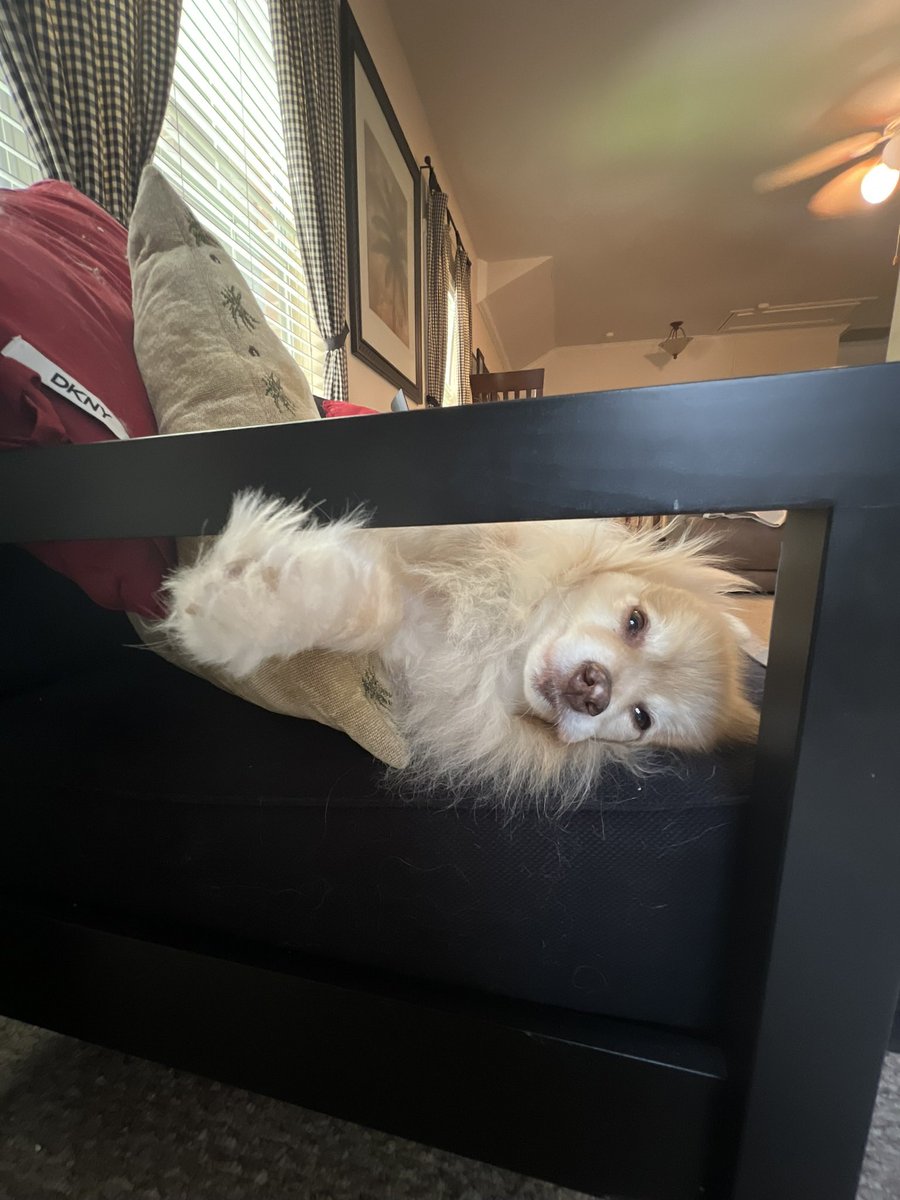 rascocipher0's tweet photo. I love you so much Mr. Muggles. Rest peacefully baby boy 💔😢 watch over and protect me please https://t.co/nVF4xwTGIG