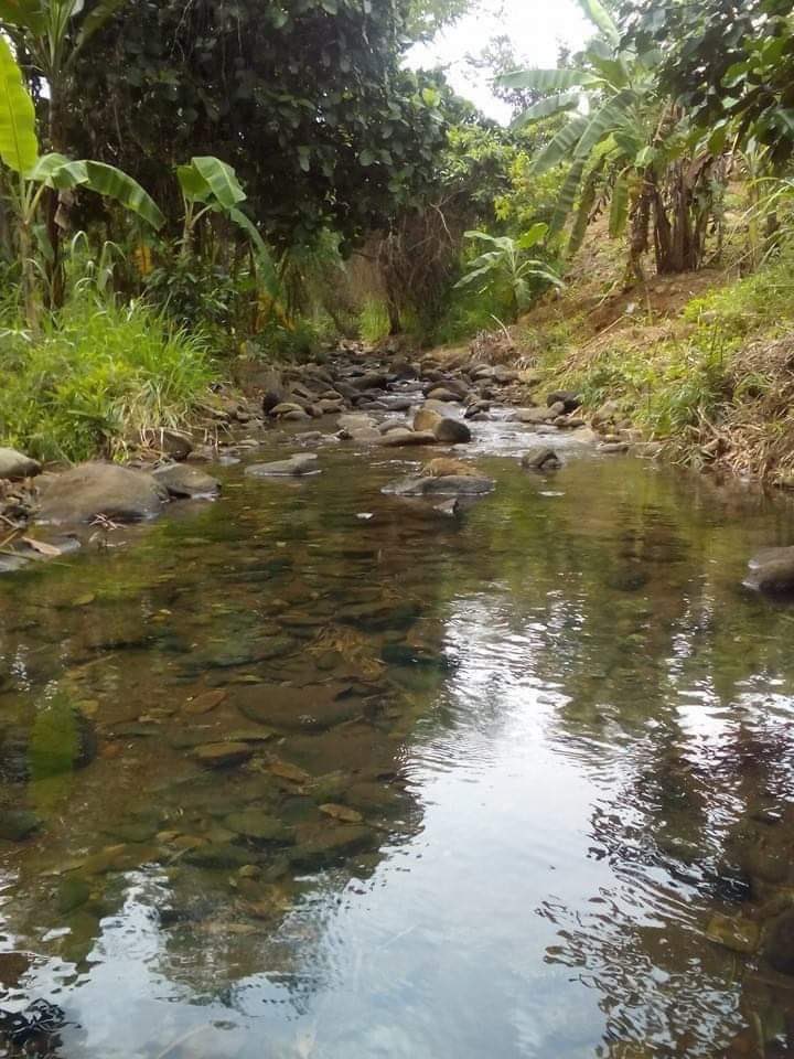 thvcollects's tweet photo. = Land For Sale =

- Address: Amungan Iba, ZAMBALES

- Price per sqm. : 400/sqm (RUSH/NEGOTIABLE)

*price before is 11M now down to 8M

- Lot Type: Agricultural Farm

- With Mango Trees/ Dragon Fruits and a lot of fruit bearing trees https://t.co/oifplz4ftM