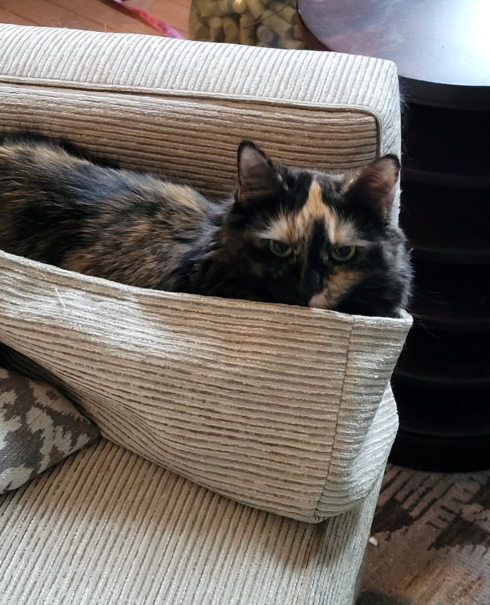My Mommy has these things on the arms of the chairs. It's a big effort, but i crawl under them to get them off and then into them to hide and wait for...