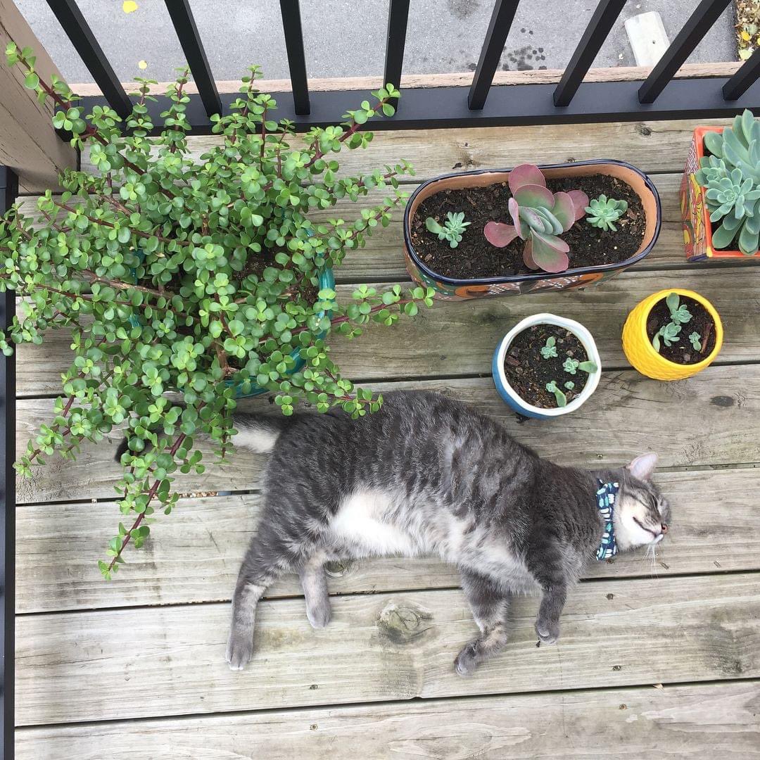 Mire_Llama's tweet photo. @ColeTheBlackCat Milo. He has my first cat and one of my greatest loves 🌈🐱 https://t.co/gbbr5dnRnS