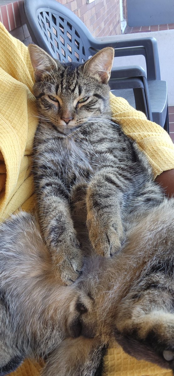 SareenamJ's tweet photo. @NoEmmeG My neighbors cat. They leave him outside mostly. I feed him and love on him until they let him back in. https://t.co/oND8SMqPWm