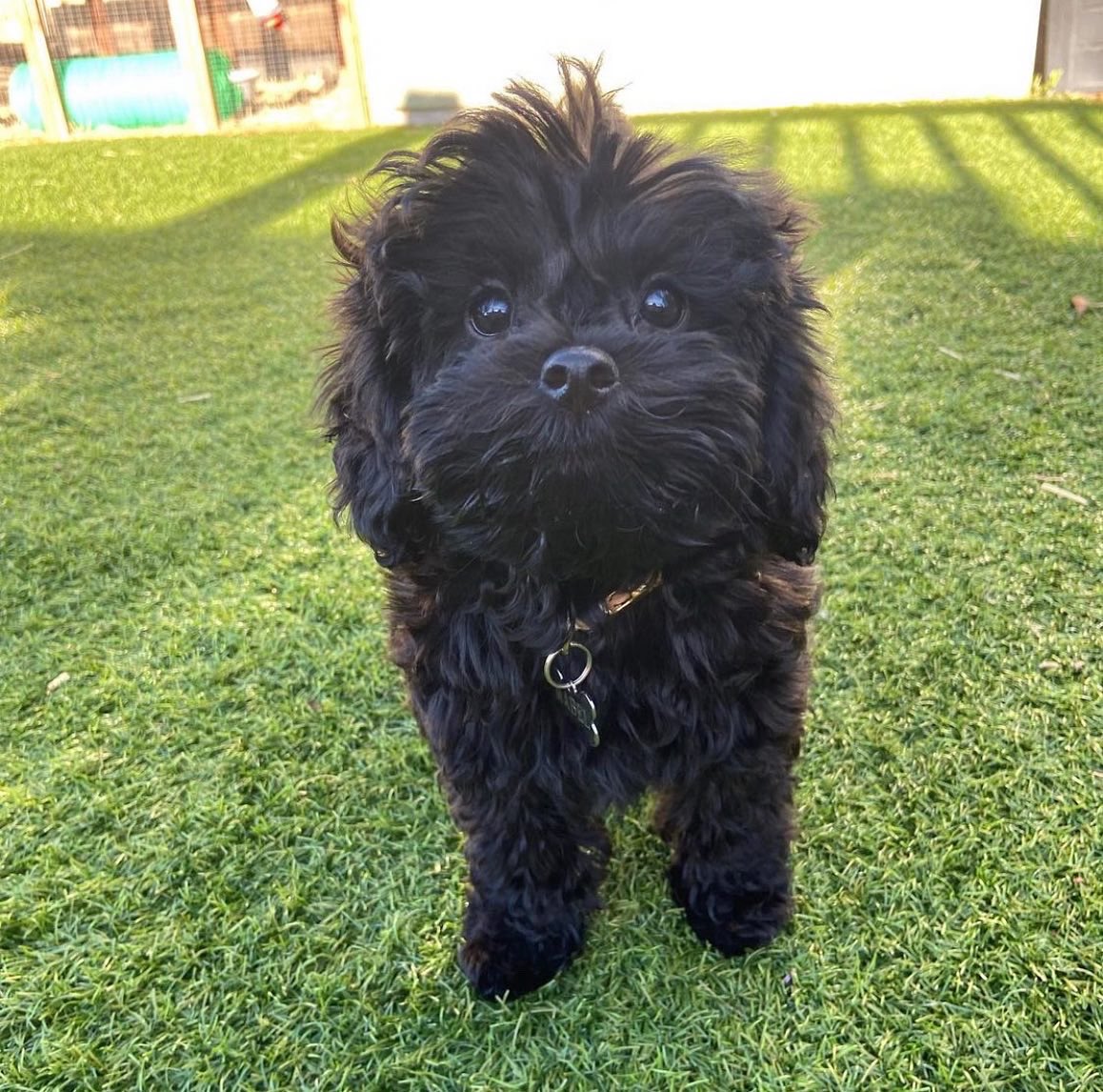 Monday smiles! 😍Coming home from her first haircut, finally I can see her 👀 #cavapoopuppy 🐶