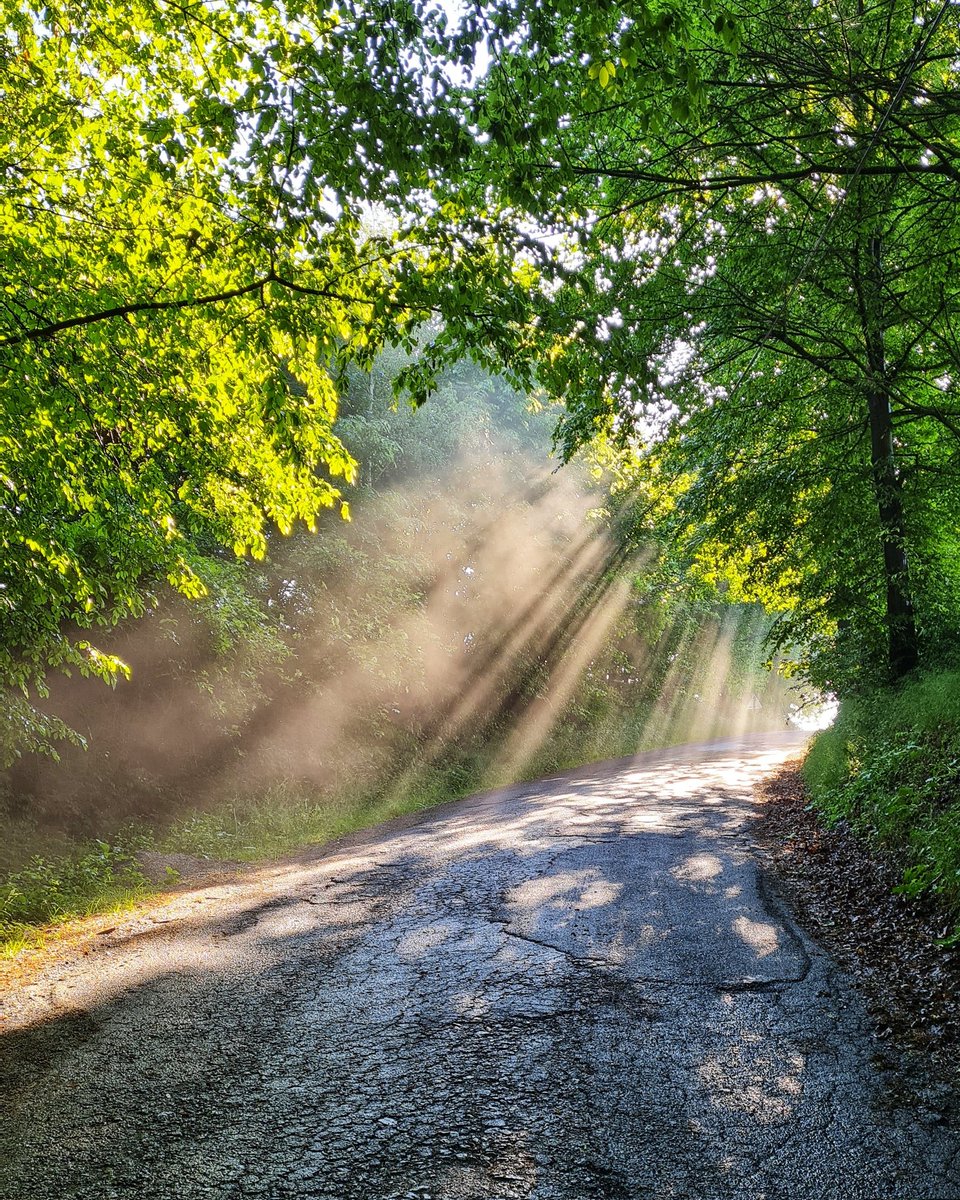 Magical morning. ☀️🌳
#sunrise #sunlight #morningsun #morningsunlight #powerofthesun #mistymorning #foggymorning #foggyforest #forestphotography #coloursofnature #intheforest #inthewoods #nature #naturelove #naturelover #natureaddict #naturephotography #photography #samsungphoto