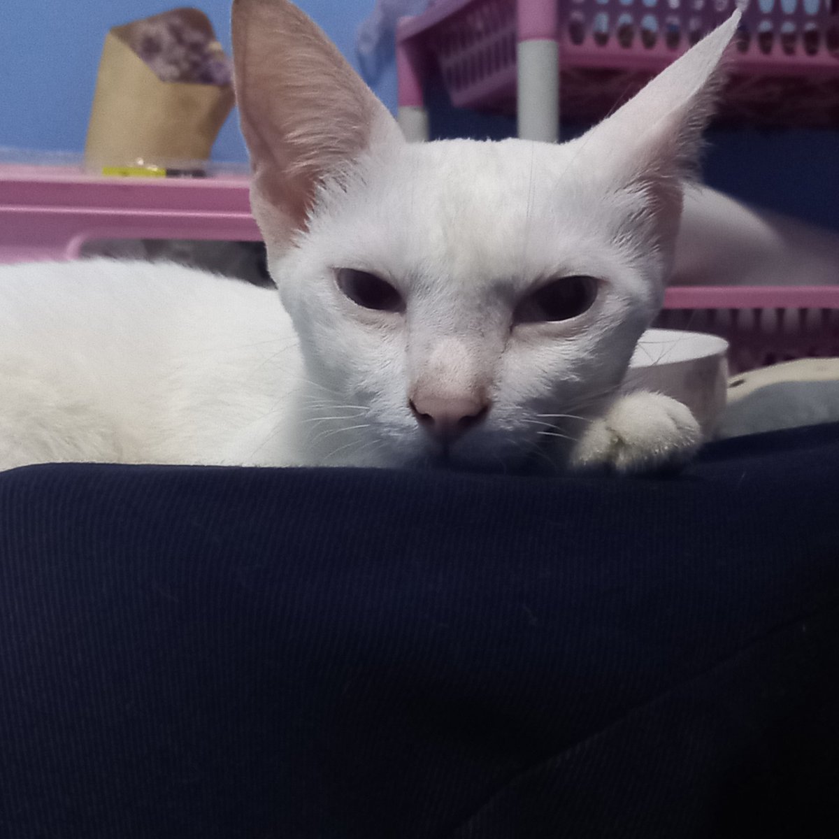 Dolphinypinky's tweet photo. กูดังละเจอแมวมอง https://t.co/Nkcfe1w503