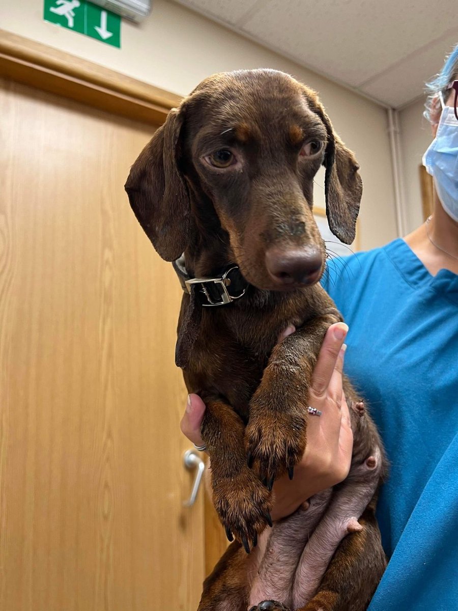 Animal Adoptions UK 🐕‍🦺🐈🐎❤️ tweet media